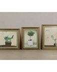 Framed Midcentury Botanical Print with Gold Leaf and Green Matte
