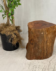 Large Free-Form Brown Rustic Tree Trunk Side Pedestal Table - FEA Home
