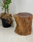 Reclaimed Tree Trunk Side Pedestal Table with Red Brown Top - FEA Home