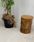 Skinny Golden Brown Reclaimed Tree Trunk Side Pedestal Table - FEA Home