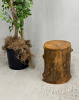 Skinny Golden Brown Reclaimed Tree Trunk Side Pedestal Table - FEA Home