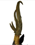 Brown textured antlers with metal band at base, Indonesian deer wall trophy on white background, close-up.