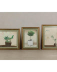 Framed Midcentury Botanical Print with Gold Leaf and Green Matte