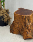 Large Reclaimed Free-Form Tree Trunk Side Pedestal Table - FEA Home