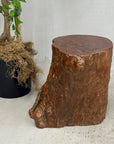 Reclaimed Tree Trunk Side Pedestal Table with Organic Shape - FEA Home
