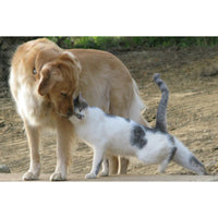 Dog and Cat Bronze Garden Statue, "Opposites Attract"
