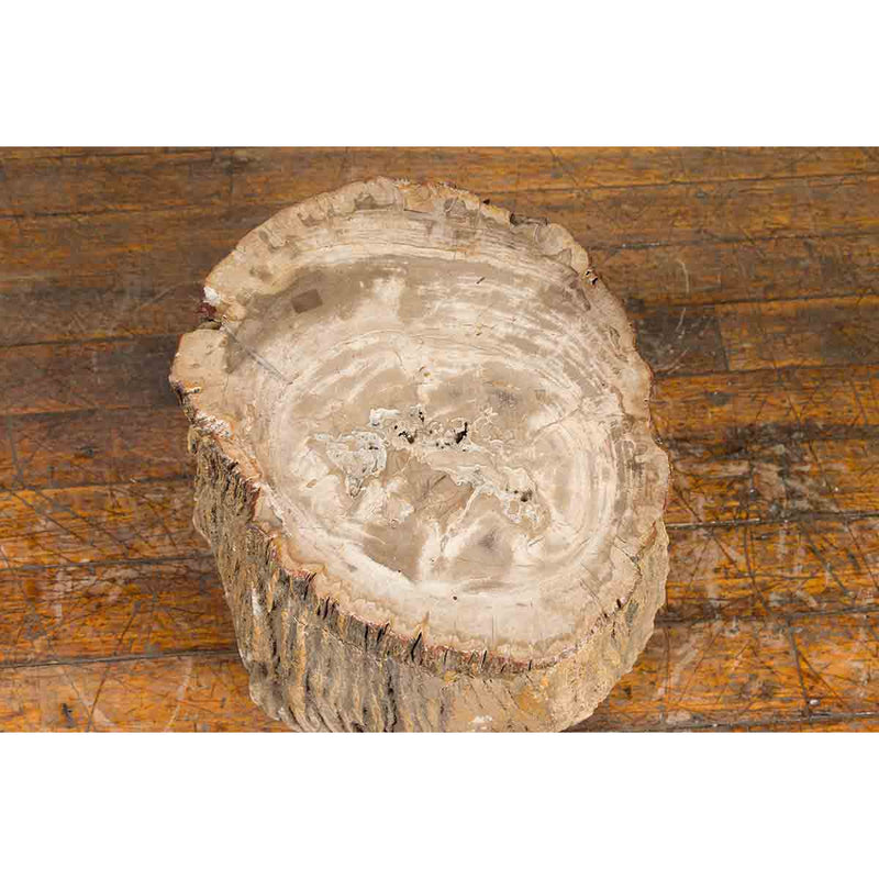 Antique Petrified Wood Tree Stump Drinks Table or Stool Covered in Gesso